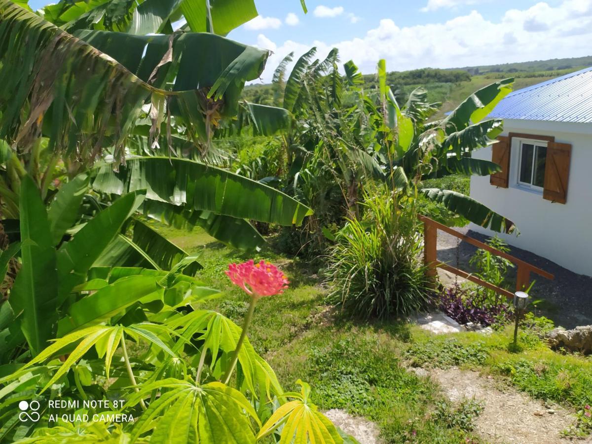 Kaz A Klemence Gite Creole Avec Piscine Et Table Dhotes A Anse Bertrand Exteriér fotografie